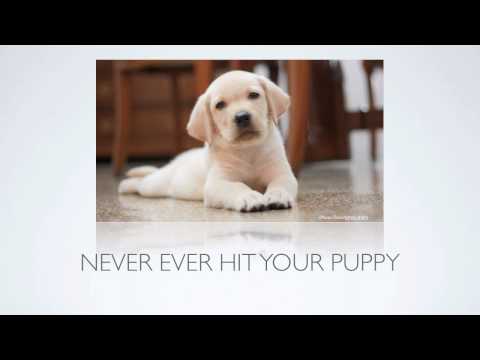 [Puppy Training Tips] How Can I Stop Puppy Biting And Other Aggressive Behavior?