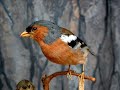 Bofink (fringilla coelebs) Bofink (fringilla coelebs)
