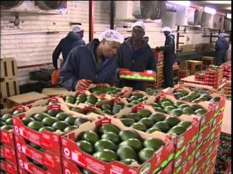 how to tell when to harvest avocados