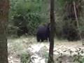 Bear at Nagarhole near Tigertank