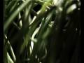 erba macro sola