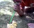 Taylor sucks up slurpee on grass