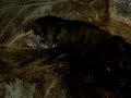 Small Clawed Otters