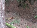 Haniza - Trip to Mendocino County Part 1