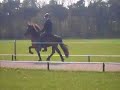 Hengstenkeuring Breiğablik #5 Hengstenkeuring Breiğablik #5