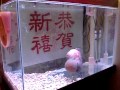 季花魚