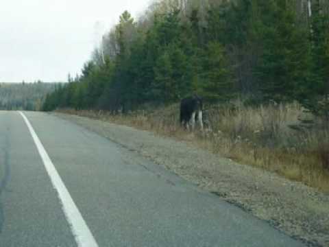Algonquin Parc Elch Moose Orignal