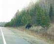 Algonquin Parc Elch Moose Orignal