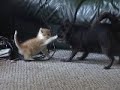 Plymouth & Molly have fun