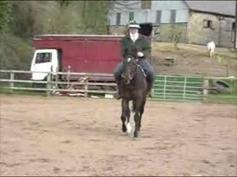 Salsbury Plain - Colgate Farm Stallion