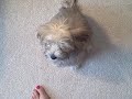 puppy's 1st play date