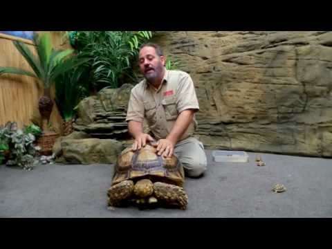 YouTube reptile video