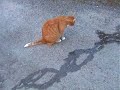 Ihme ja kumma