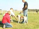 CanineDogProject