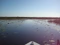 Everglades III