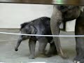 Baby Elephant