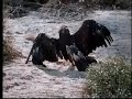 Cougar vs Eagle Cougar vs Eagle