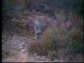 Cougar vs Eagle