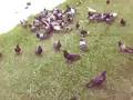 Pombas assasinass O.o