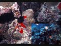 Plong�e en Mer Rouge