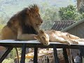 Lion family affection