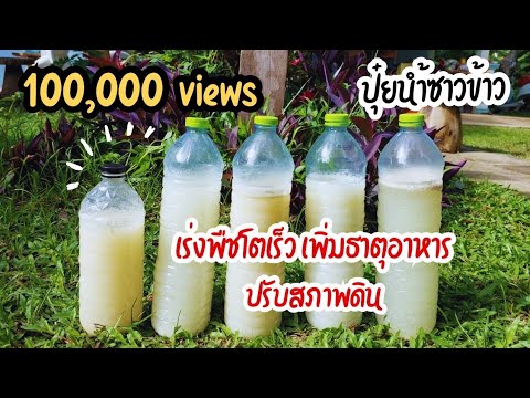 วิธีทำปุ๋ยจุลินทรีย์น้ำซาวข้าว สูตรเร่งการเจริญเติบโต ใช้กับพืชทุกชนิด ทำง่าย ประหยัด พืชโตไว