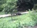 cow chasing 2