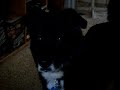 Roxy watching a Youtube vid of a dog