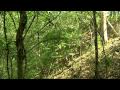 Apalachicola Bluffs and Ravines Preserve