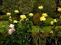 tube 2008.10.28 02 - http://jmseul.cocolog-nifty.com/jiji/2008/10/post-2a90.html - shinjuku gyoen autumn rose garden gina lollobrigida , ??