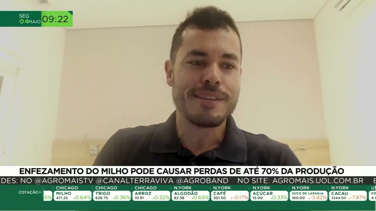 Enfezamento do milho preocupa produtores