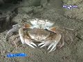 Muck Dive Muck Dive