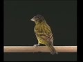 Naturaves - Hibridos 4 (Corbatita x Canaria).avi