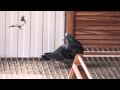 FIRST PIGEON ARRIVED PART-2 - Arona-TENERIFE Race 2010