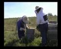 abejas organicas