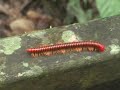 Millipede Malaysia
