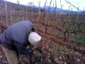 Ver video