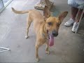 ciclon   mi perro dinamita   los redondos