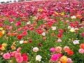 Carlsbad Flower Fields
