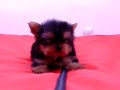 Yorky Macho COV REF:145 Yorky Macho COV REF:145