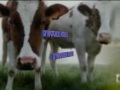 oilsjterse ambiancemix mixed by de rotte appel