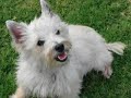 Puppy Mill Rescue, Heidi- Col. Potter Cairn Rescue Network Puppy Mill Rescue, Heidi- Col. Potter Cairn Rescue Network