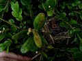 I had 2 batches of babies at my house this year. I don't use pesticides and I think the birds know it. I can't believe how fast these little buggers moved. I wonder if they got whiplash..