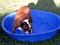 bulldog buster\