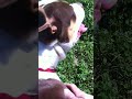 1278325 tricolor staffie Cordelia