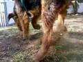 Airedale Terrier video