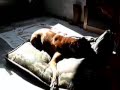 BOXER