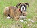 Tedy the Boxer