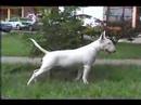 Gran Misae Ever Gentle de Lord Bull