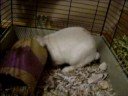 Benny Bunny